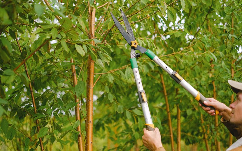 Tree trimming in White Marsh, MD
